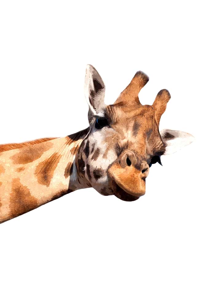 Giraffe Portrait