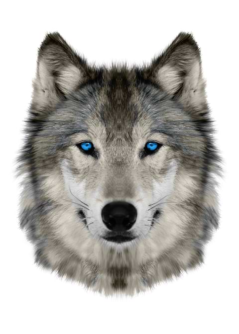 wolf