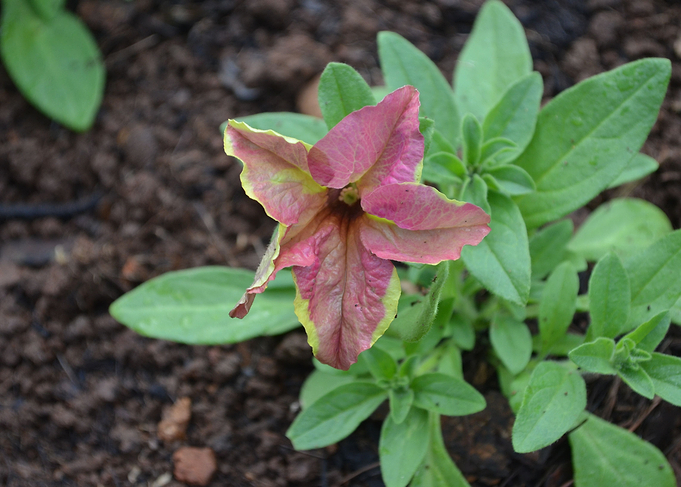 Flower