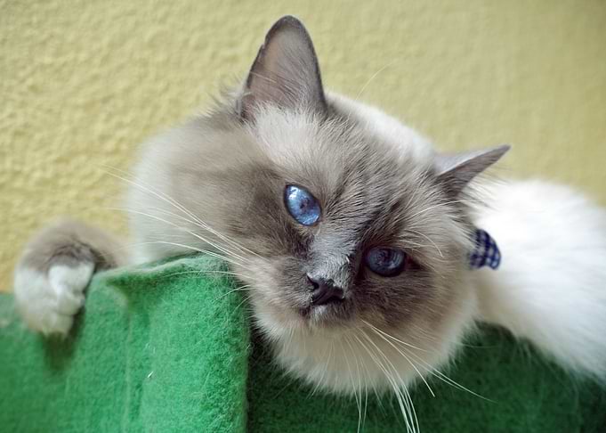Blue eyes
