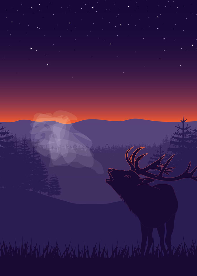 Wildlife Deer