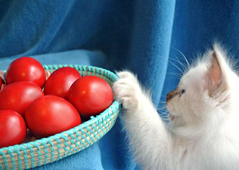 Easter hunt