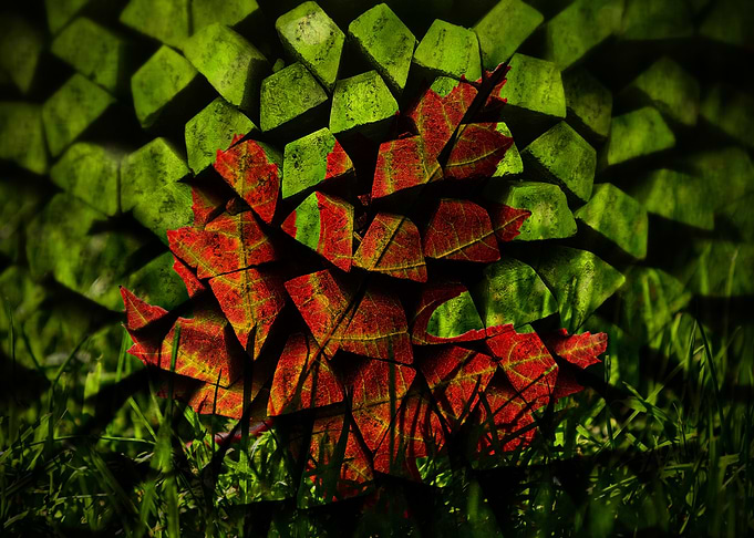 Maple Leaf