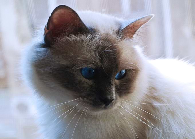 Cat in window