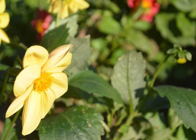 Flower