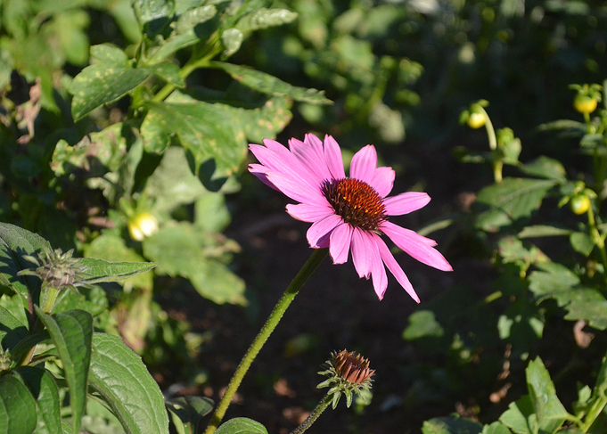 Flower