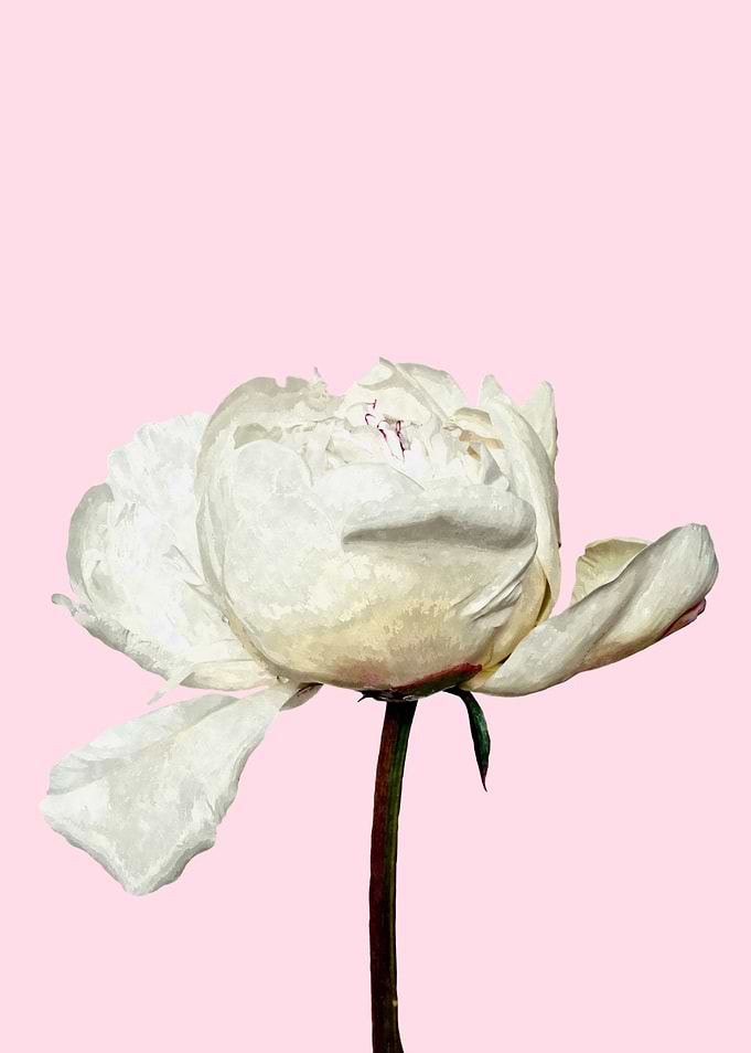 Peony Pink Background