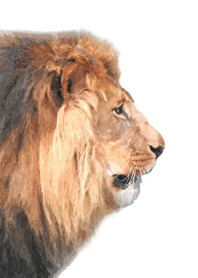 Lion Profile