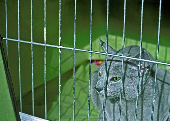 Green eyes