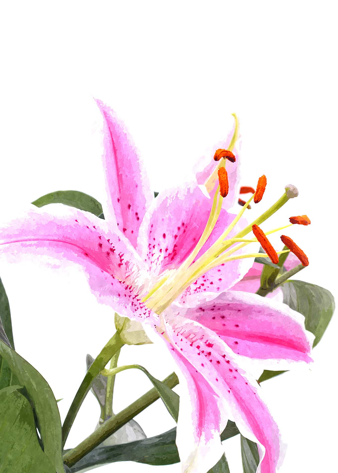 Lily Illustration