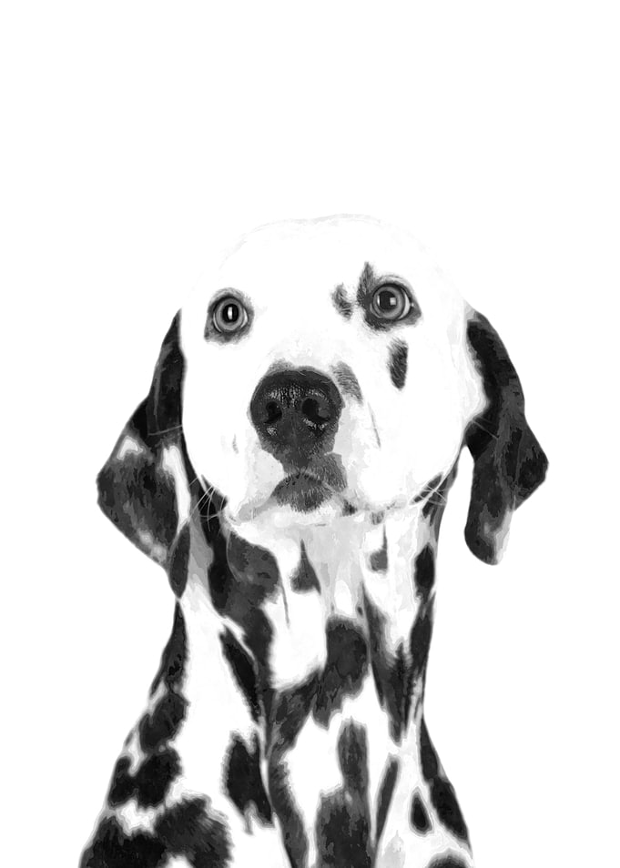 Black and White Dalmatian