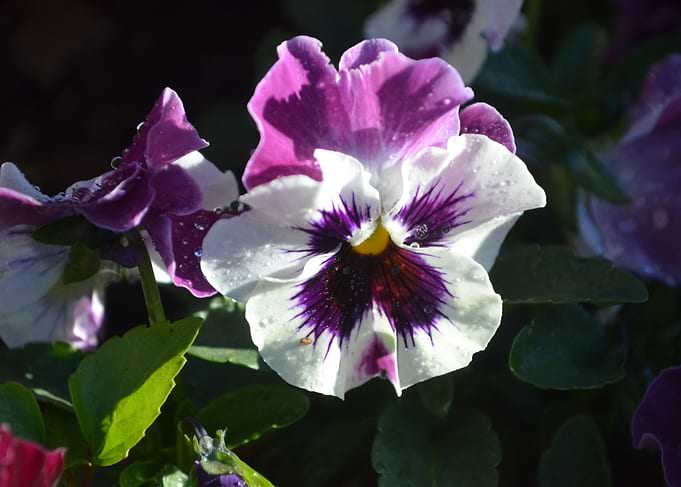 Flower