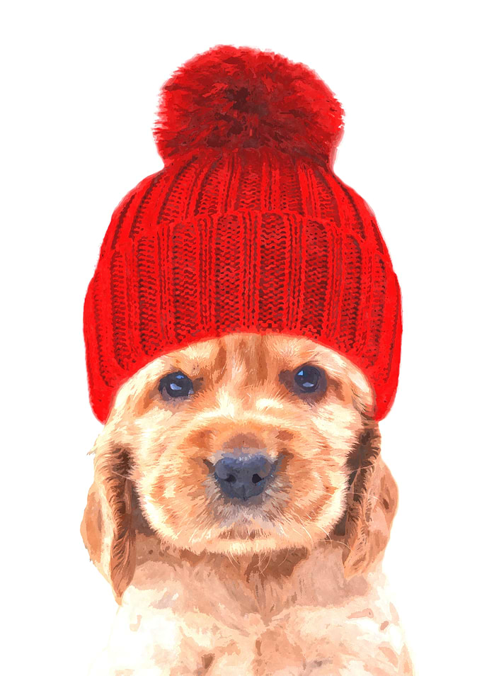 Cocker Spaniel
