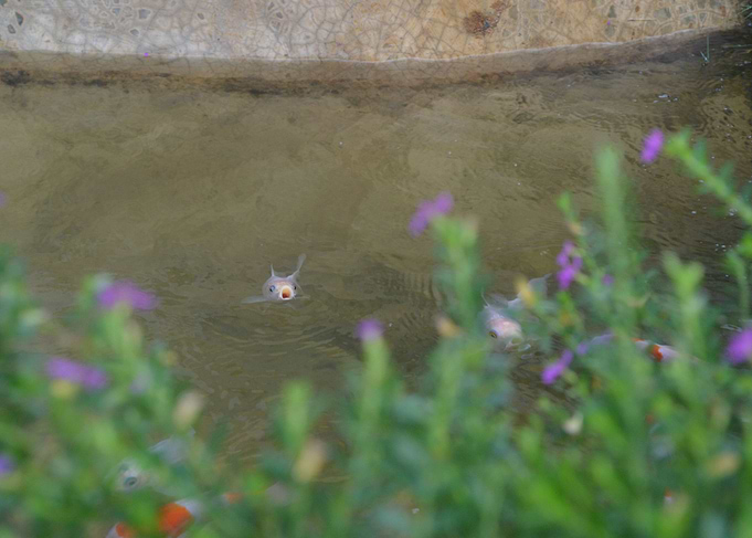 Fish