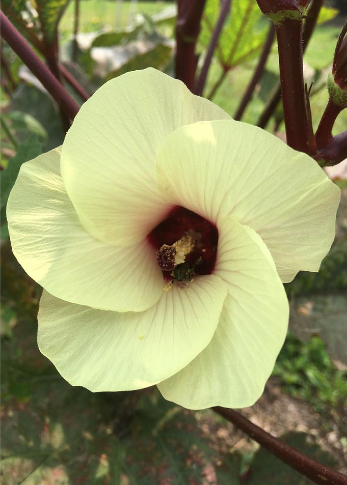 Blooming Flower