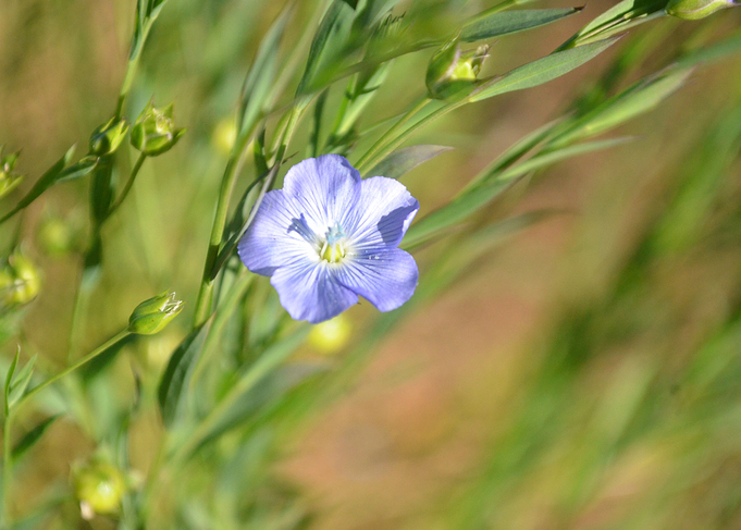 Flower