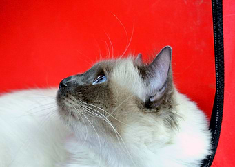 Into the blue eye