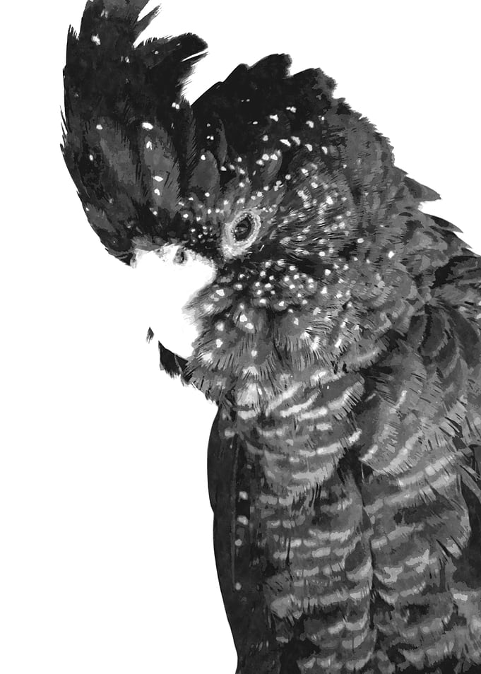 Black and White Cockatoo