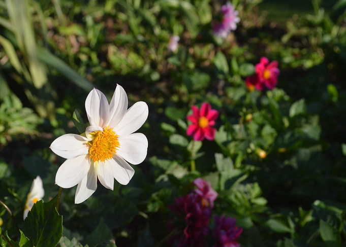Flower