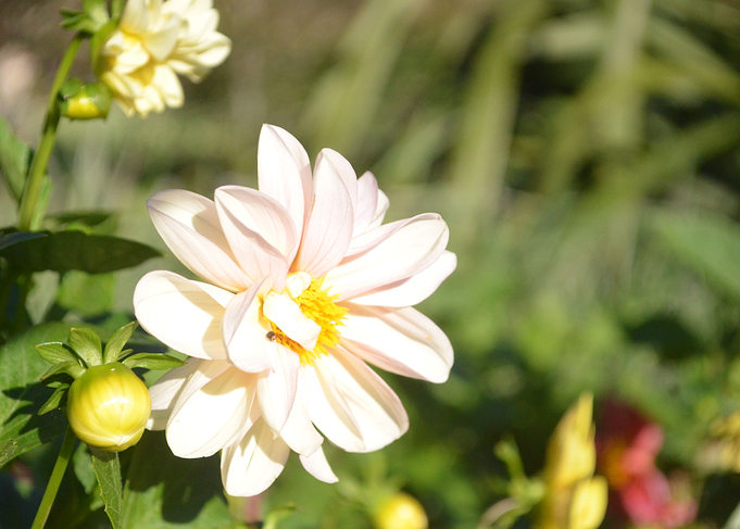 Flower