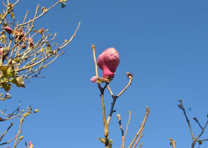Flower