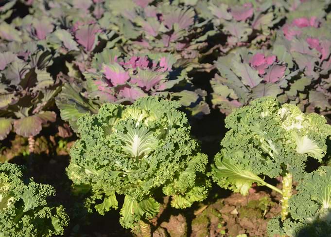 Vegetable
