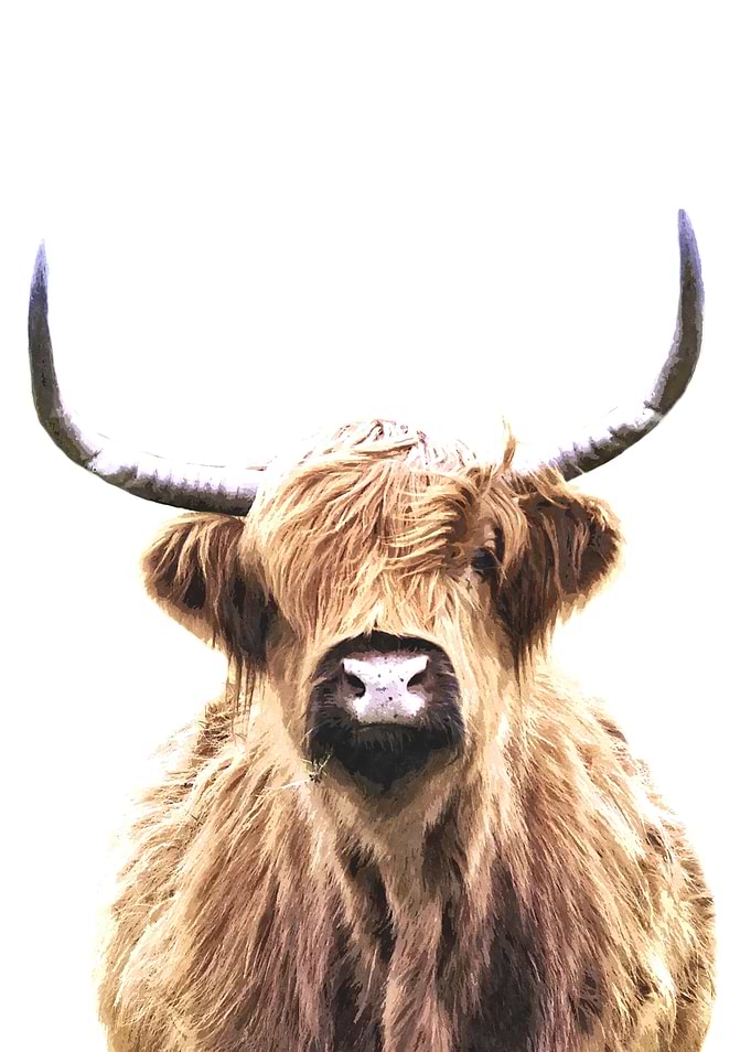 Highland Cow