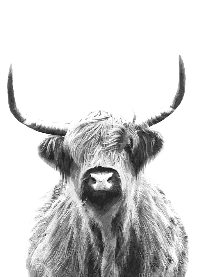 Black White Highland Cow