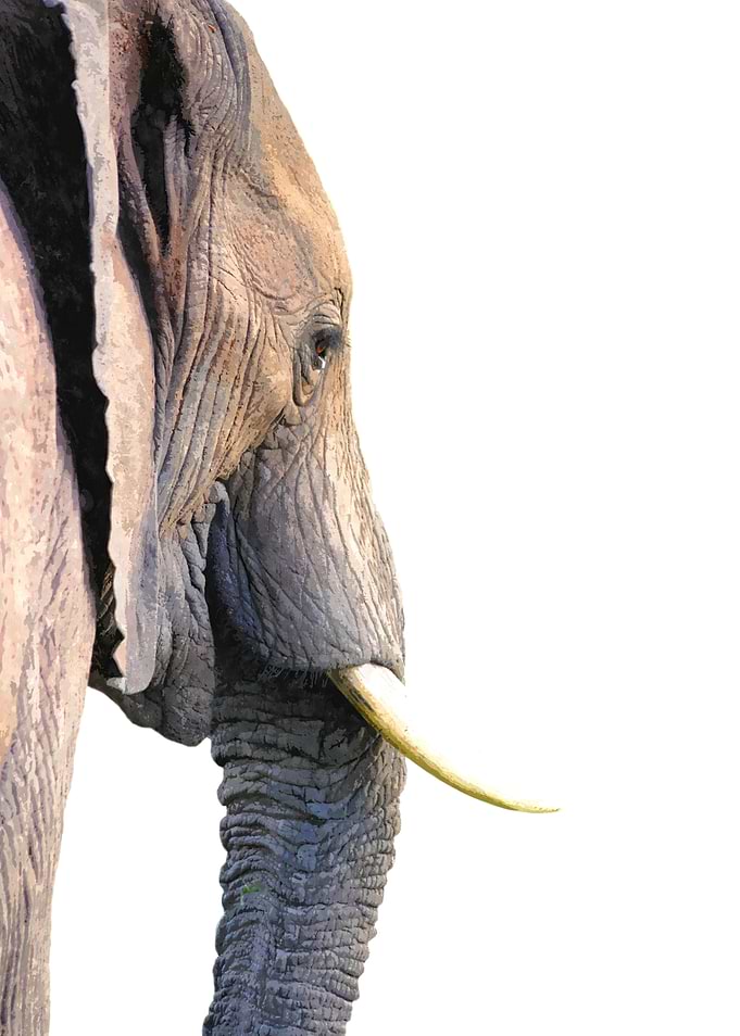Elephant Profile