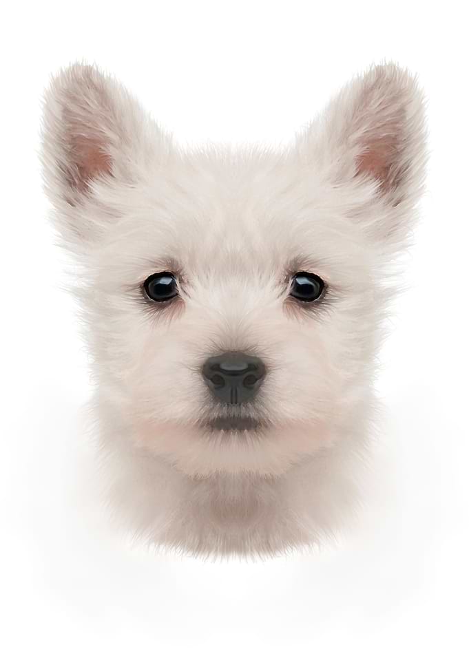 westie