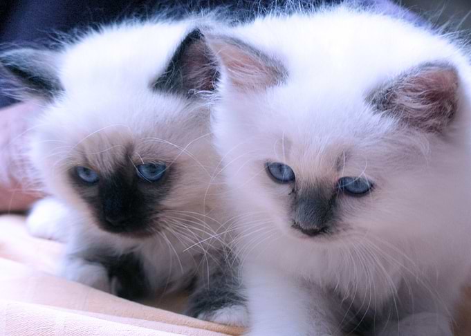 two brothers