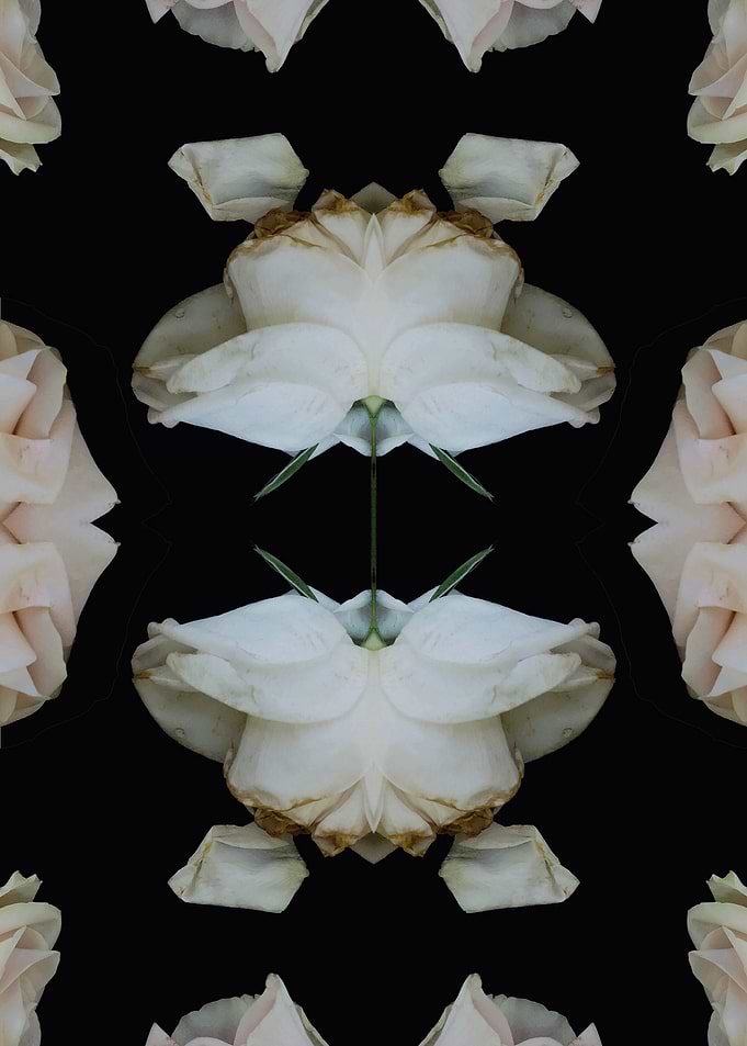 Pattern white rose
