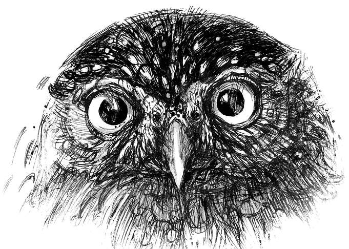 Owl illustration