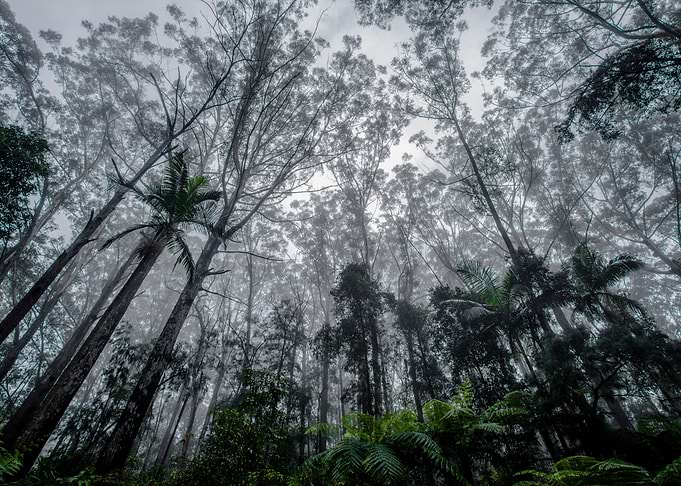 Forest
