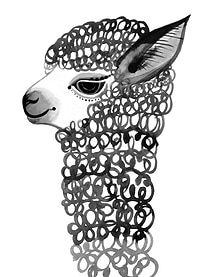 Black and white llama