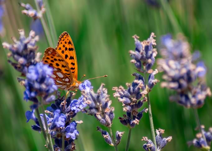 Butterfly and Lavender