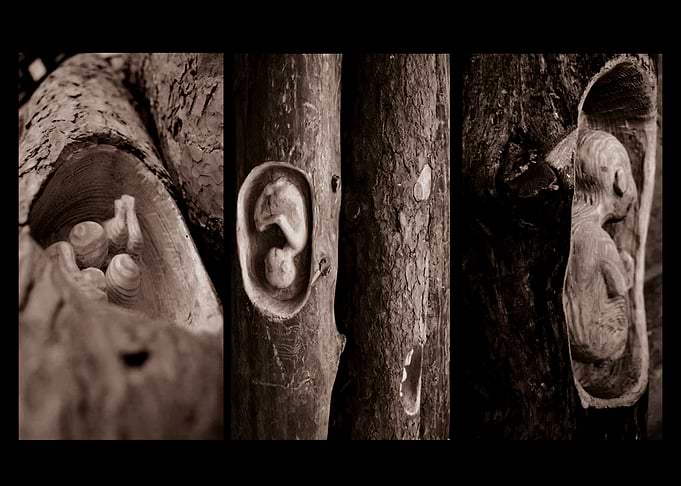 Roots