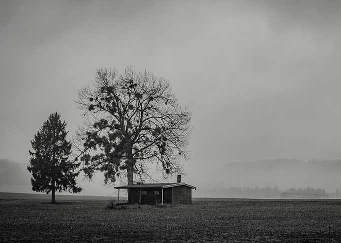 Tree on the fog