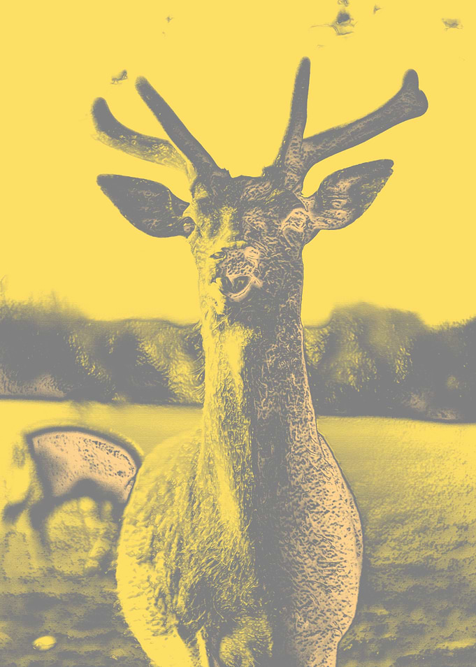Wild deer