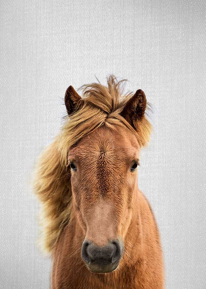 Horse Colorful