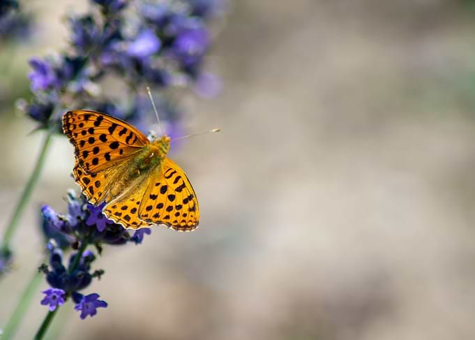 Butterfly on a lavender