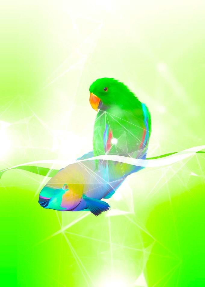 Parrot Bird and Fish