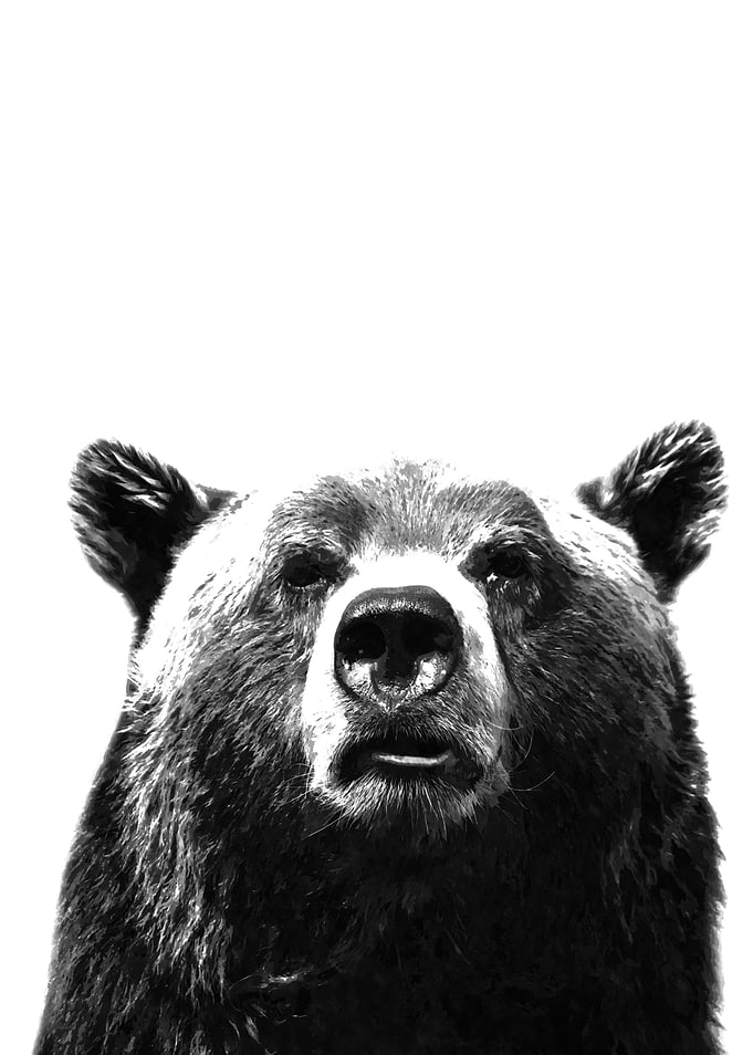 Black and White Bear