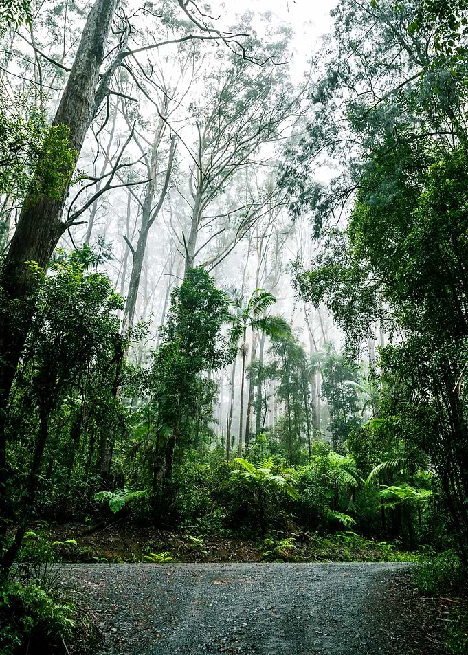 Forest