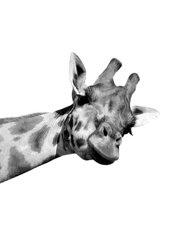 Black and White Giraffe