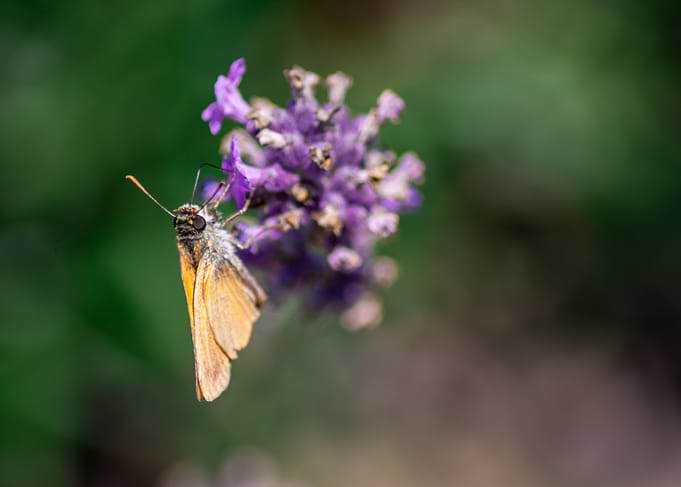 Butterfly on a lavender