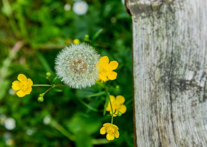 Flower
