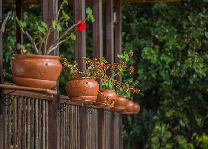 Flowers 2