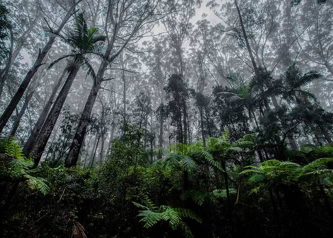 Forest