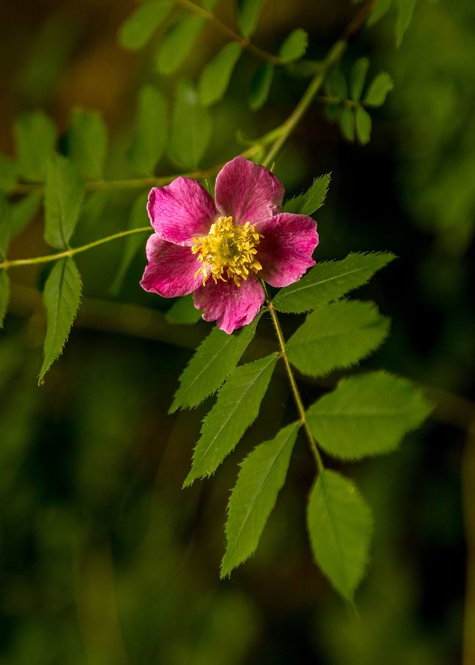 The flower